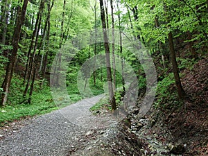 The forest road above the settlement Unterwasser