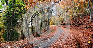 Forest road during autumn