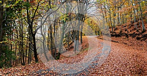 Forest road during autumn