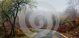 Forest road during autumn