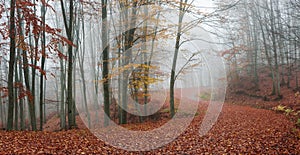 Forest road during autumn