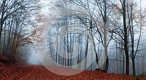 Forest road during autumn