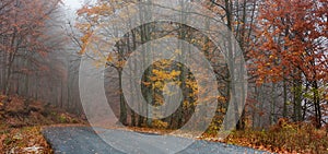 Forest road during autumn