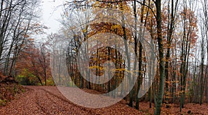 Forest road during autumn