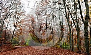 Forest road during autumn