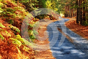 Forest road in autumn