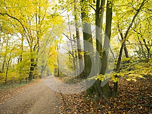 Forest road in autumn landscape near doorn and driebergen in the netherlands