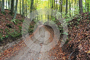 Forest road in autumn. Little gorge in the forest