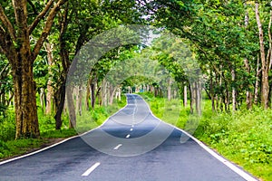 Forest Road in Bandipur National Park photo