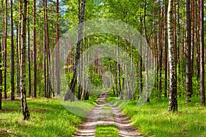 Bosque carreteras. hermoso fondo de escritorio 