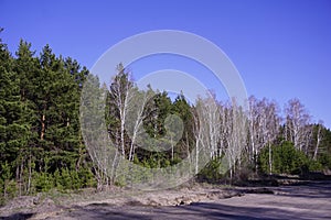 Forest road with blue sky