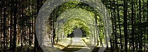 Forest road between broad leaf trees and coniferous trees creating a tunel from branches