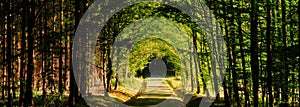 Forest road between broad leaf trees and coniferous trees creating a tunel from branches