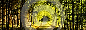 Forest road between broad leaf trees and coniferous trees creating a tunel from branches