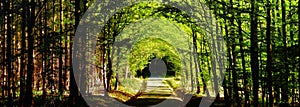 Forest road between broad leaf trees and coniferous trees creating a tunnel from branches