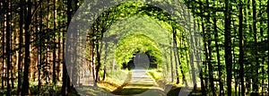 Forest road between broad leaf trees and coniferous trees creating a tunnel from branches