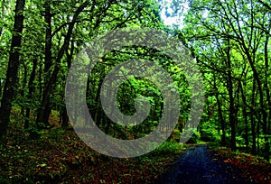 Forest road in broad leaf trees forest