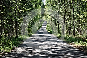Forest Road. The concept of walking on a forest road, rest, peace among the trees.