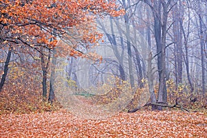 Forest road covered with orange leaves. Autumn in the woods. Autumn landscape with trees in the woods_