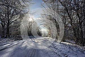 Forest road covered with snow in winter