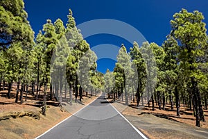 Road leading through a pine forest