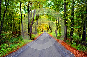 Forest Road in Fall