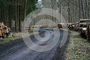 Forest road with felled trees
