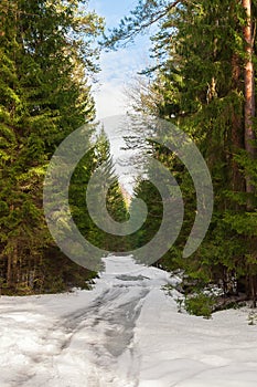 Forest road among fir trees. The spring and light snow