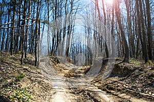 Forest road through the forest. The first days of spring