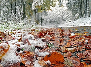 Forest road after the first snow in the autumn