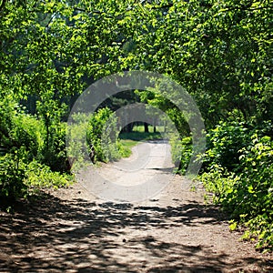 Forest, road, footpath