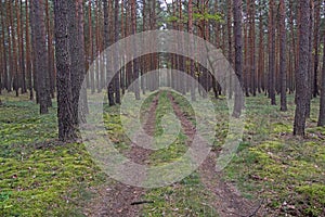 Forest road. photo