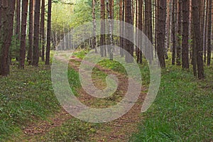 Forest road. photo