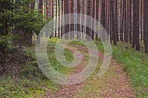 Forest road. photo