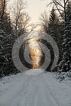 The forest road goes into distance towards sun, trees on both sides of wide snow trail. Beautiful orange sunset on cold winter
