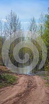 Forest road going into the water