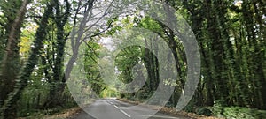 The Forest Road with green trees at England, UK