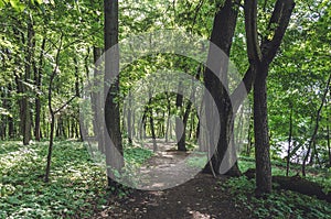 Forest Road with green trees/forest path overgrown with trees