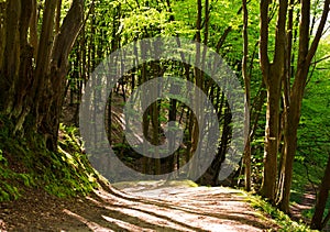 Forest road in green woods at sunshine