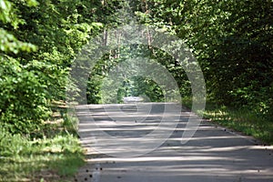 forest road for jogging or cycling in the sun