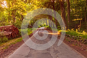 Forest Road in Jutland Denmark around sunset