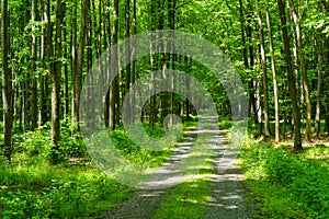 Forest road. Landscape in spring , czech