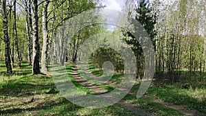 Forest road among large birches and young pines.