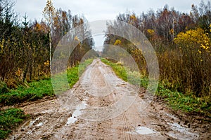 Forest road in late fall