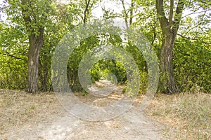 In the forest, the road that leads to the distance