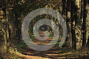 a forest road with oak trees.