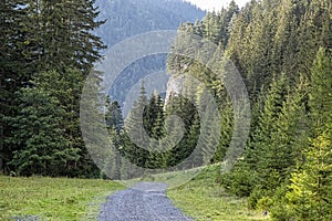 Forest road in Low Tatras mountains, Slovakia