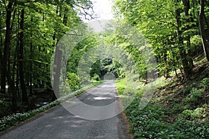 Les s cestou medzi majdanom a Rybarenom v pohorí Majdan Malé Karpaty pri Horných Orešanoch, západné slovensko