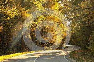 Forest road in the middle of the Fall autumn tree park