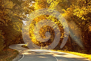 Forest road in the middle of the Fall autumn tree park